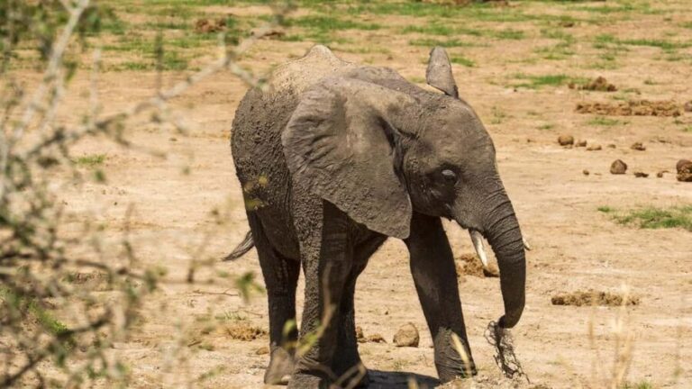2 Days Cheap Mikumi NP Safari & Maasai Cultural Tour - The Sum Up: Who is This Tour Best For?