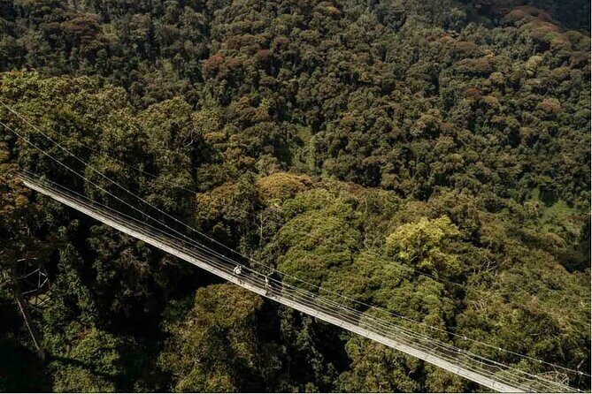 2 Days Chimpanzee trekking & Canopy Walk in Nyungwe National Park - The Value of the Experience