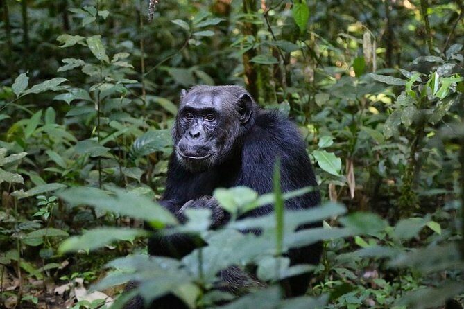 2 Days Chimpazee Safari In kibale Forest Park Uganda. - Authentic Experiences and Real Travelers’ Insights