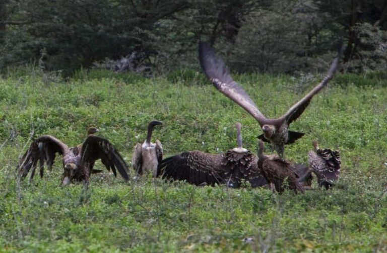 2-Days comfortable safari to Mikumi Park from Dar-es-Salaam - In-Depth Look at the Experience