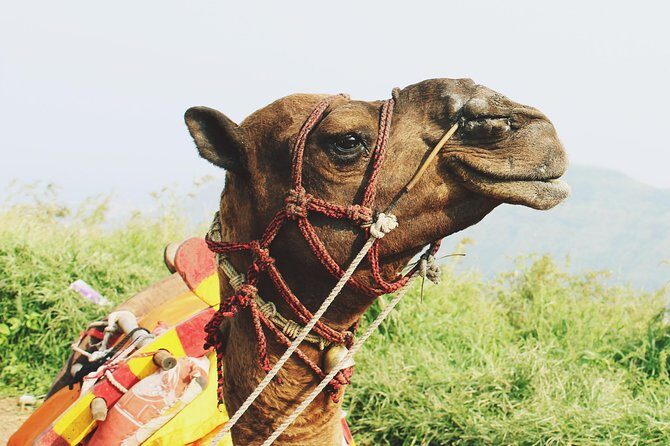 2 Days Desert Tour Fez to Marrakech (Or back to Fez) - What Makes This Tour Stand Out?