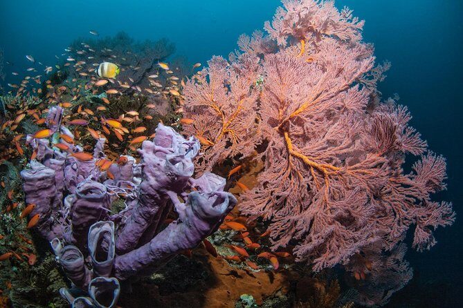 2 Days Discover Scuba Diving in Nusa Lembongan - Scuba Initiation - What Makes This Experience Stand Out?