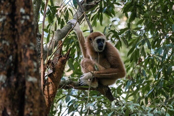 2 Days Ethical Jungle Trek in Sumatra - A Deep Dive into the Jungle Trek Experience