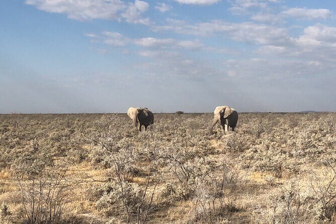 2 Days Etosha Safari Guided Tour - Included and Not Included: Making the Most of Your Budget