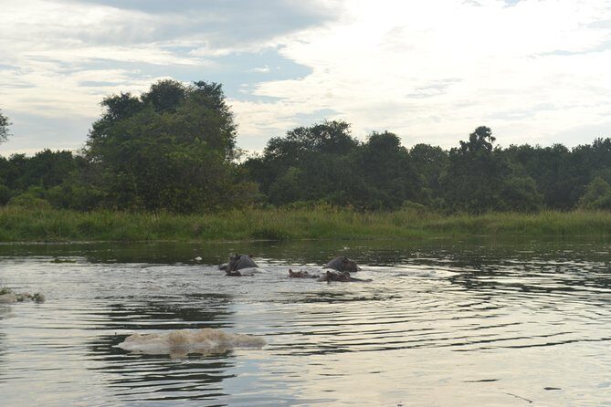 2 Days Family Safari to Murchison Falls Park Uganda - What Makes This Tour Stand Out?