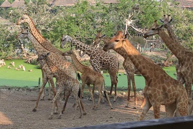 2 Days Flamingo Tour to Lake Bogoria & Lake Nakuru From Nairobi - Practical Details and What to Expect