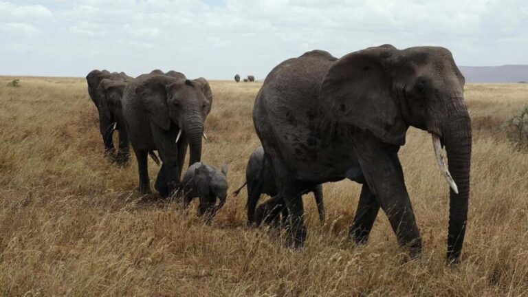 2 DAYS FLIGHT SAFARI ADVENTURE FROM ZANZIBAR TO NYERERE - Key Points