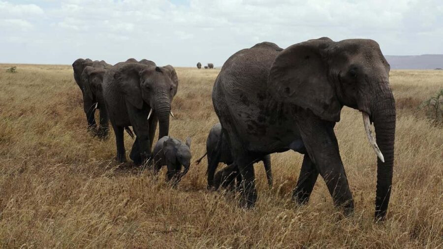 2 DAYS FLIGHT SAFARI ADVENTURE FROM ZANZIBAR TO NYERERE - Key Points