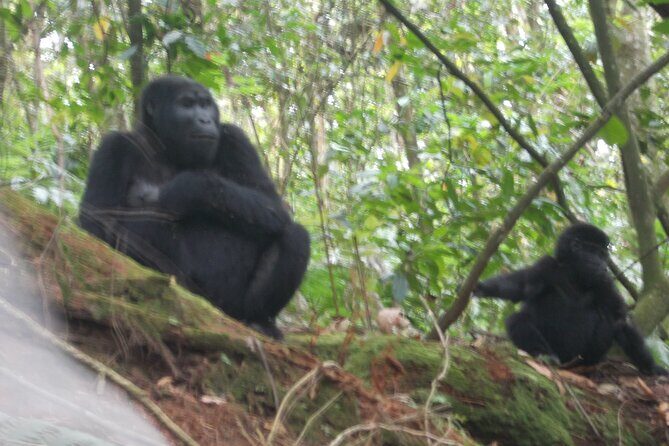 2 Days Gorilla Trekking in Bwindi through Kigali - What Does the Price Cover, and Is It Good Value?