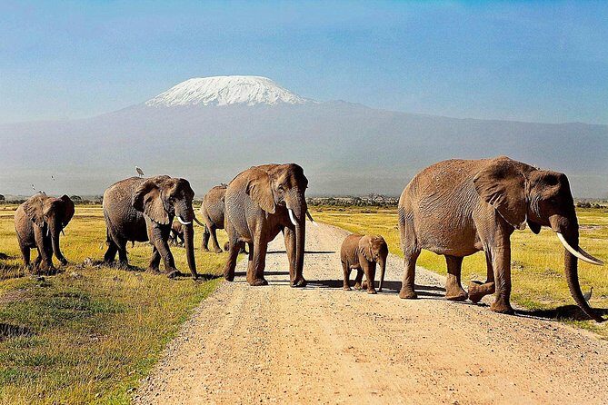 2 days group safari to Amboseli National park (Mon-Wed-Sat only) - What Travelers Say