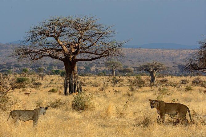2 Days In Ruaha National Park. - The Experience of Guides and Service