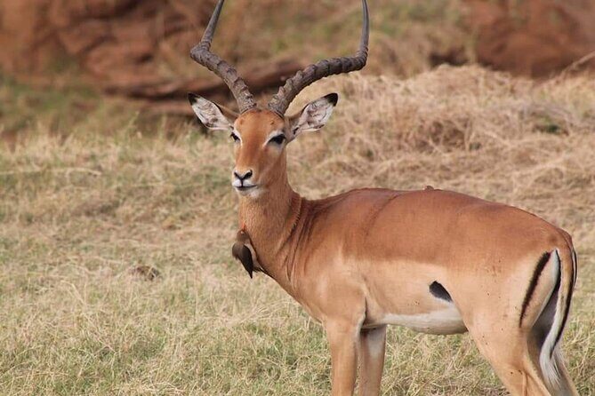 2 Days Kenya Safari special Tsavo East and Taita hills Saltlick from Mombasa - Who Is This Tour Best For?