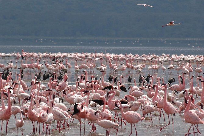 2 Days Lake Elementaita National park Safari - The Sum Up: Is This Tour Worth It?