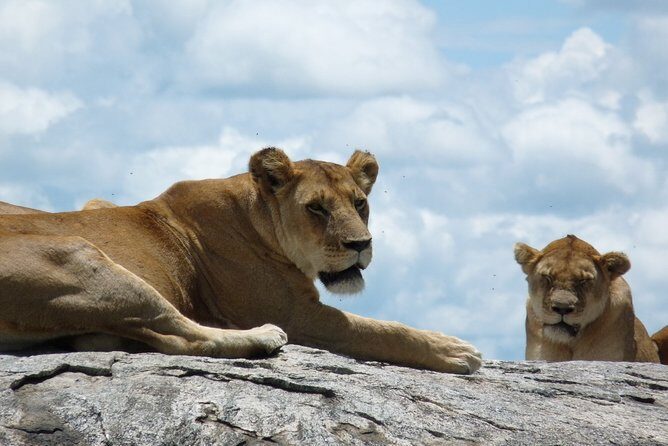 2 Days Lodge safari. - The Experience from Other Travelers’ Perspectives