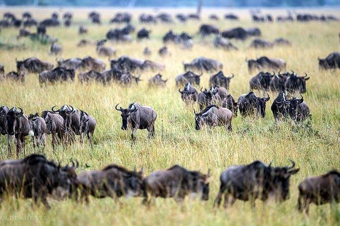 2 Days Masai Mara Private Safari From Nairobi - The Authentic Wildlife Experience