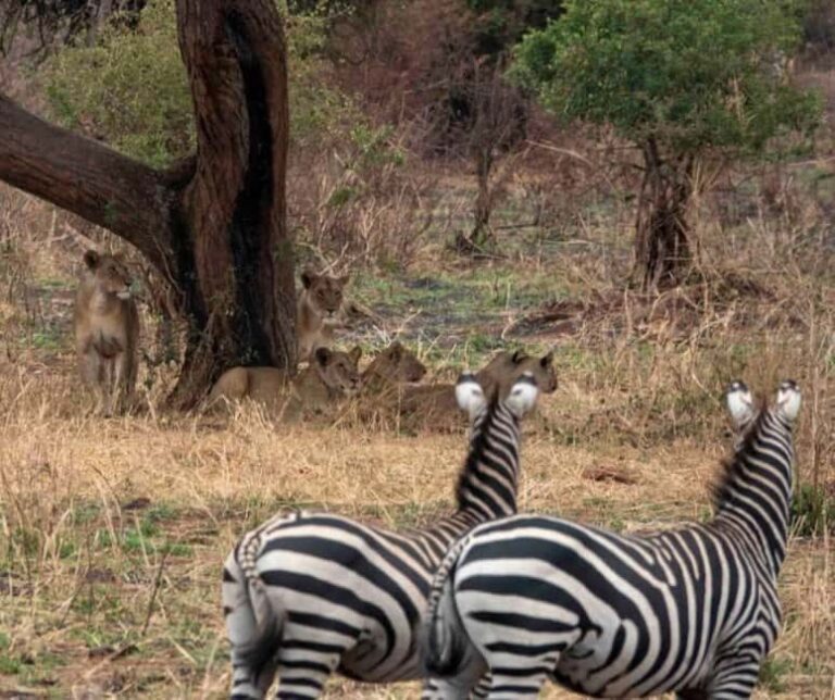 2 Days Mikumi National Park - The Cost and What You Get for It