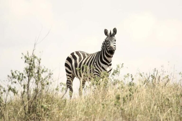 2 Days Mikumi national park comfortable safari from Dar - Day 1: From Dar to Mikumi and Maasai Cultural Experience