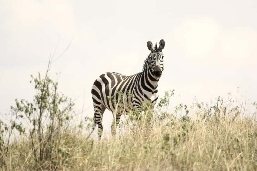 2 Days Mikumi national park comfortable safari from Dar - Day 1: From Dar to Mikumi and Maasai Cultural Experience