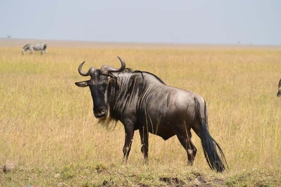 2-Days Mikumi National Park from Dar-es-Salaam by luxury car - Wildlife Highlights You Can Expect