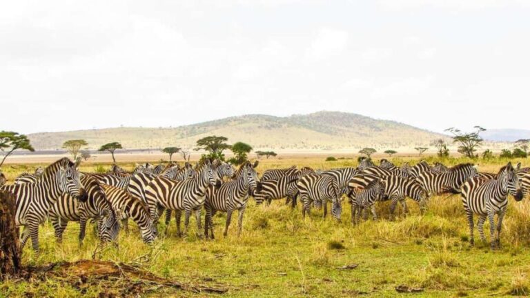 2-Days Mikumi National Park Luxury Safari from Zanzibar - What Makes This Tour Stand Out?