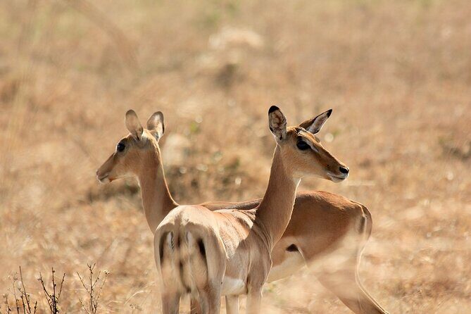 2 Days Mikumi Private Safari from Zanzibar with Accommodation - What Travelers Say