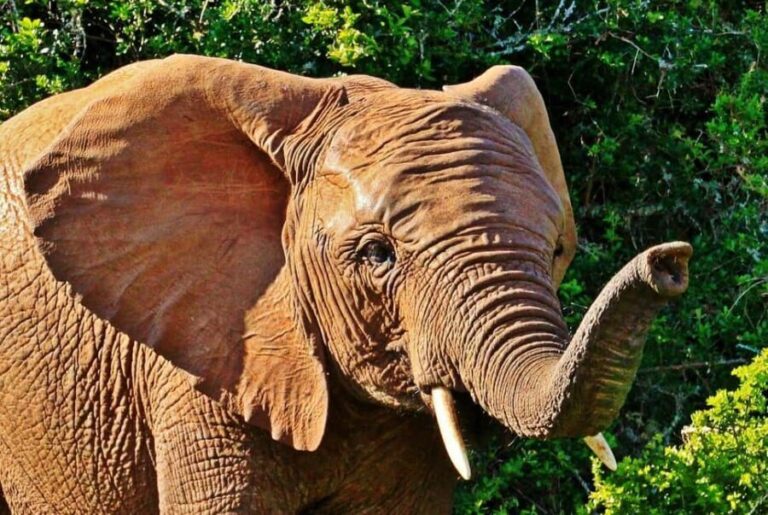 2 Days Mikumi With Night Game Drive by Open Jeep: morogoro - The Value of This Safari