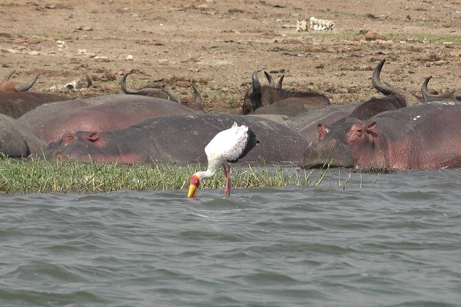 2 Days Murchison Falls Big 5 Savannah wildlife safari - The Itinerary in Detail