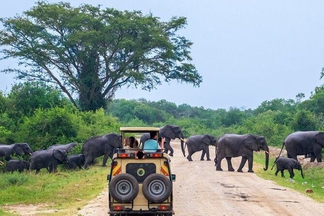 2 Days Murchison Falls Park Vacation - What Makes This Tour Stand Out