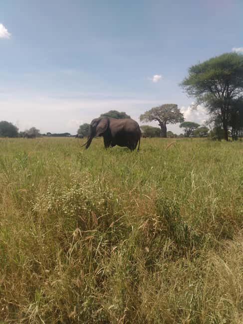 2-Days, Ngorongoro crater and Tarangire Safari. - An In-Depth Look at the Safari Experience