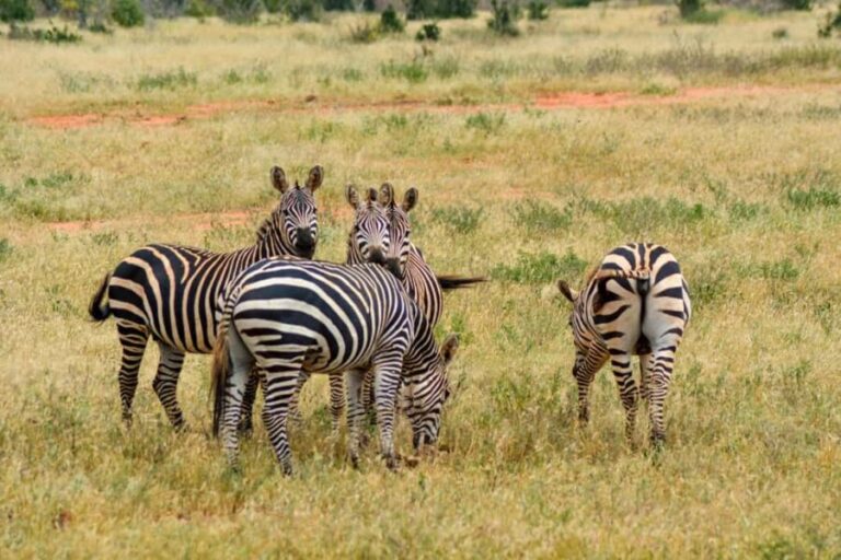 2 Days Ngutuni Sanctuary, Tsavo East Private Safari - The Itinerary: What to Expect Day by Day