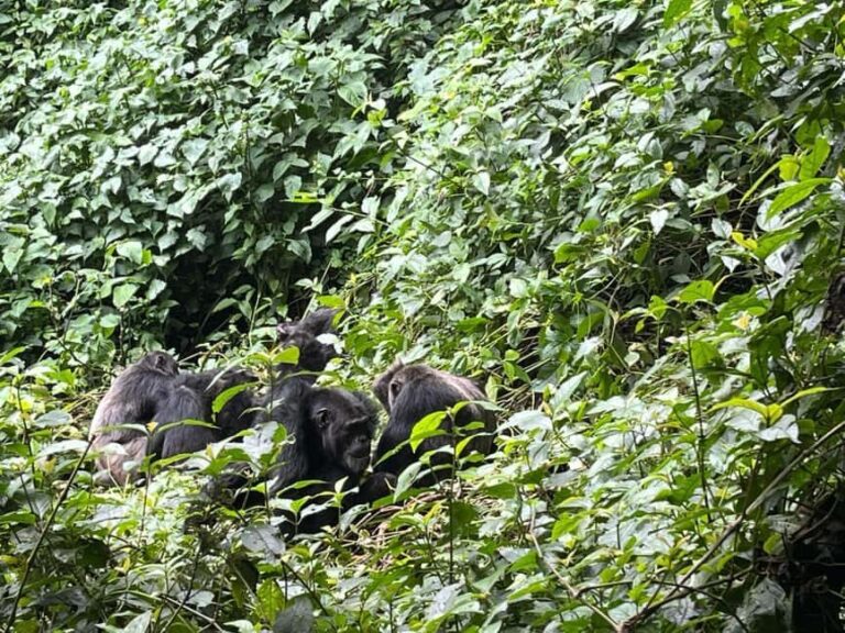 2 Days Nyungwe National Park Tours -Chimp-Canopy-Waterfall - The Practical Side: Transportation, Timing, and Comfort