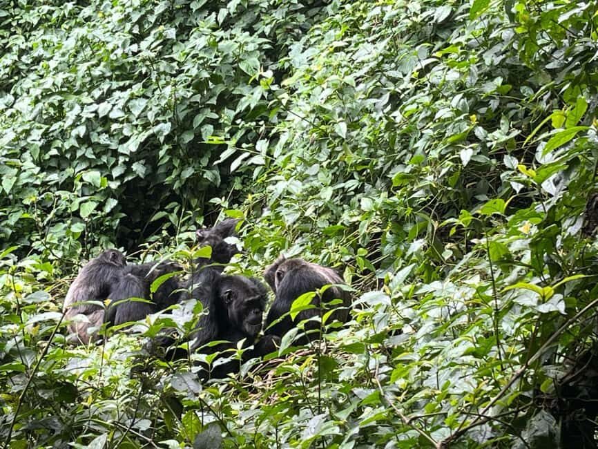 2 Days Nyungwe National Park Tours -Chimp-Canopy-Waterfall