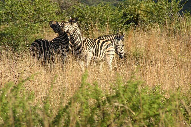 2-Days Pilanesberg best chance to view "Big 5" with private extended safari - Practical Aspects & Tips