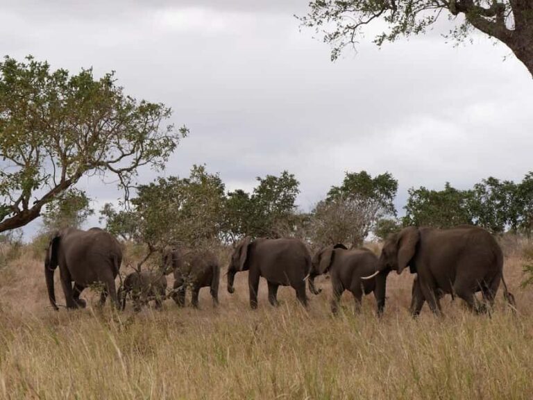 2 days Pilanesberg national park luxury safari - The Sum Up
