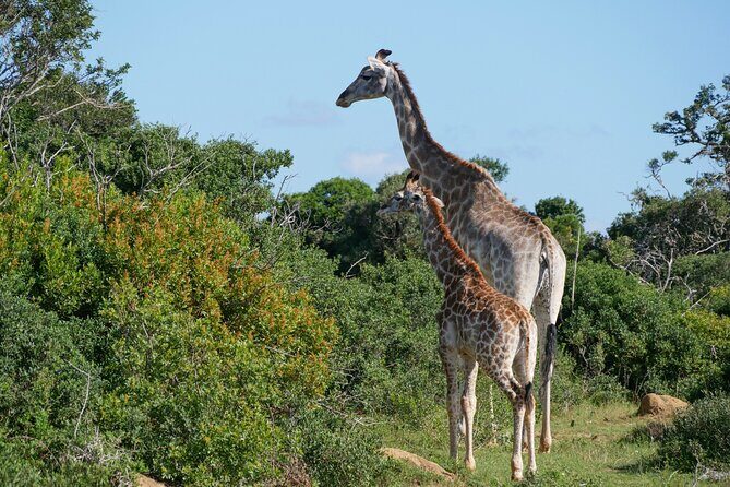 2 Days Pilanesberg National Park Luxury Safari - The Experience in Detail: What to Expect