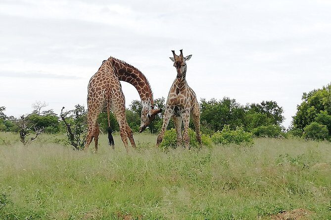 2 Days Pilanesberg Safari 4 star lodge - The Experience: What You Can Expect