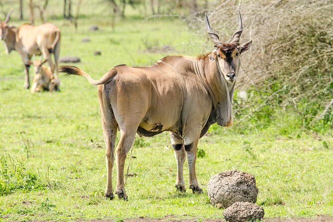 2 Days Popular Safari to Lake Mburo National Park - The Value Proposition: What You’re Getting