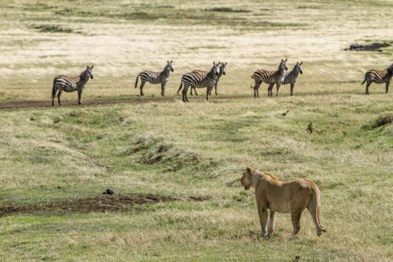 2-Days Private Budget Safari from and to Zanzibar - The Value for Your Money