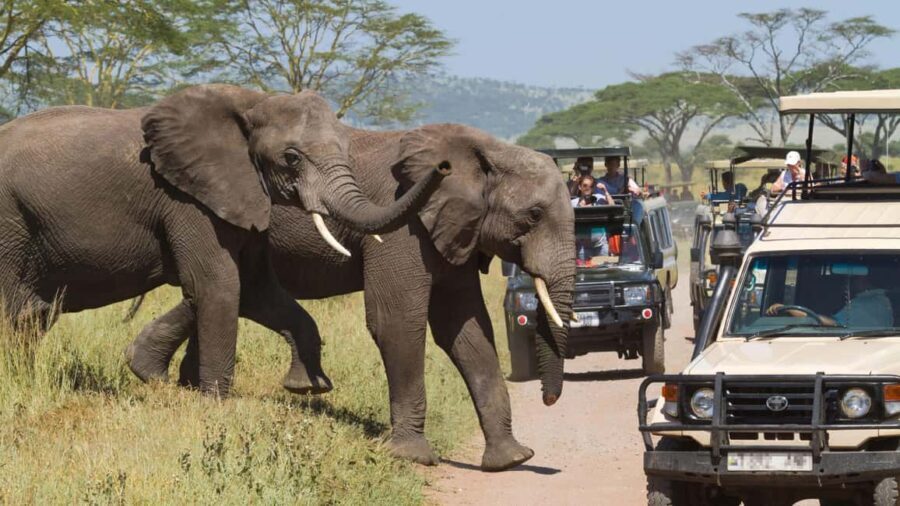 2 Days Private Midrange Safari to Tarangire & Ngorongoro - The Practicalities: What’s Included and What’s Not