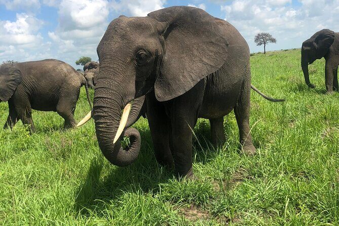 2 days private safari to Mikumi N park from Zanzibar or Dsm - How the Tour Adds Value
