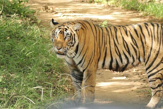 2 Days Ranthambore Wildlife Private Tour from Jaipur - Discovering Ranthambore: A Wildlife and Heritage Journey
