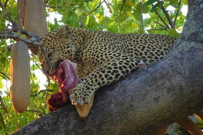 2 Days Ruaha National park - The Experience: What You Can Expect