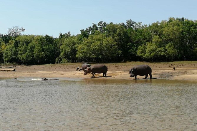 2 Days Saadani National Park From Zanzibar - What You Get and What You Might Miss