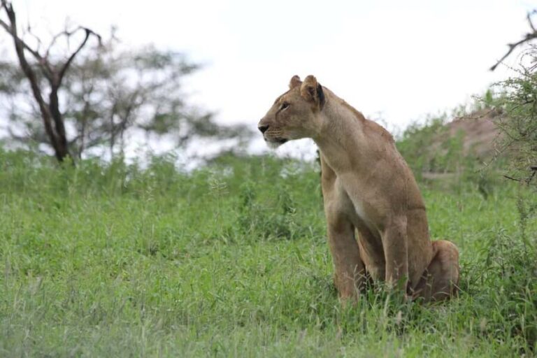 2-Days safari adventure to Mikumi N. Park from Dar-es-Salaam - Arrival and First Game Drive