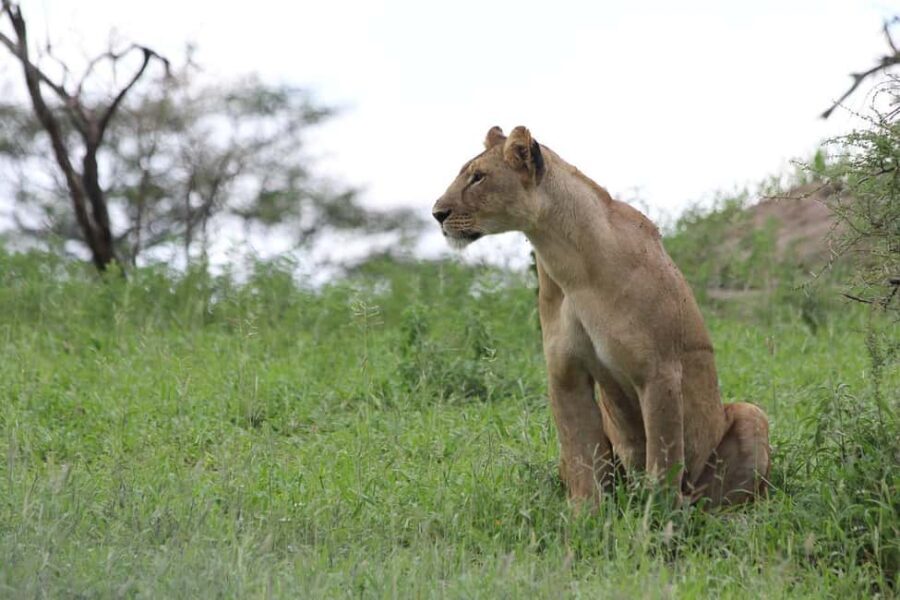2-Days safari adventure to Mikumi N. Park from Dar-es-Salaam - Arrival and First Game Drive