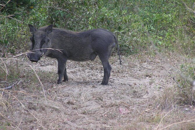 2 Days Safari in Maputo National Park - What Travelers Say