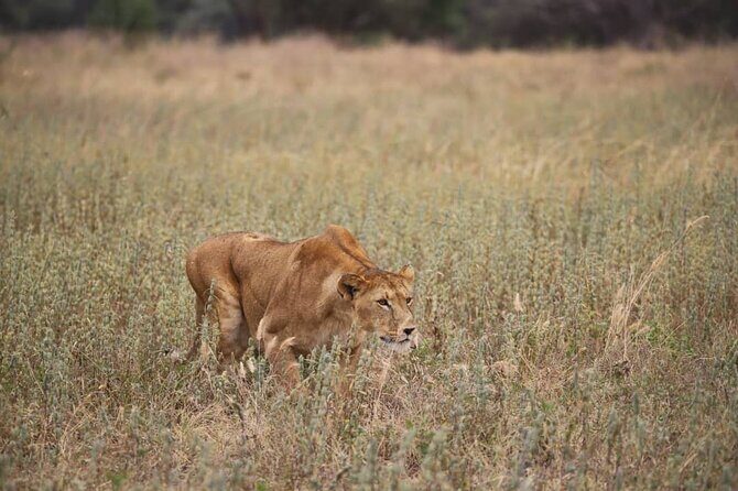 2 Days Safari in Tarangire and Ngorongoro Crater - The Experience in Detail