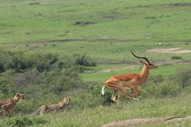 2 Days safari of Masai Mara - Practical Tips for Travelers