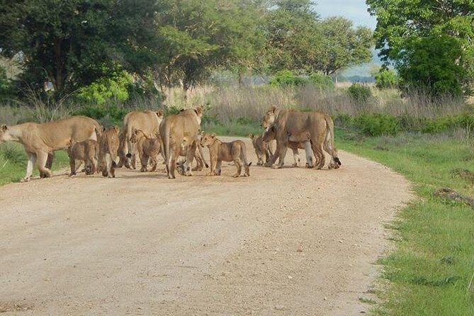 2 Days safari to Mikumi National Park from Dar es salaam - Day 2: Morning Safari & Return