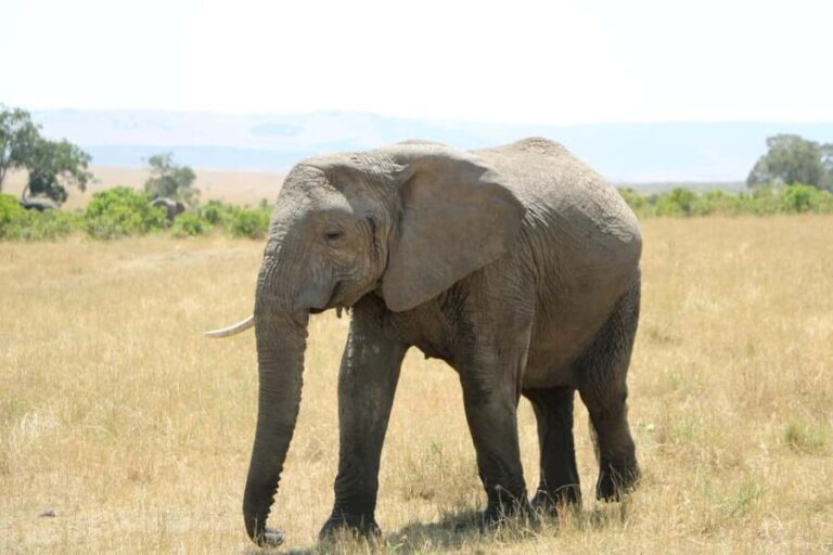 2-Days safari to Nyerere National P. from Zanzibar by flight - What About the Cost and Value?